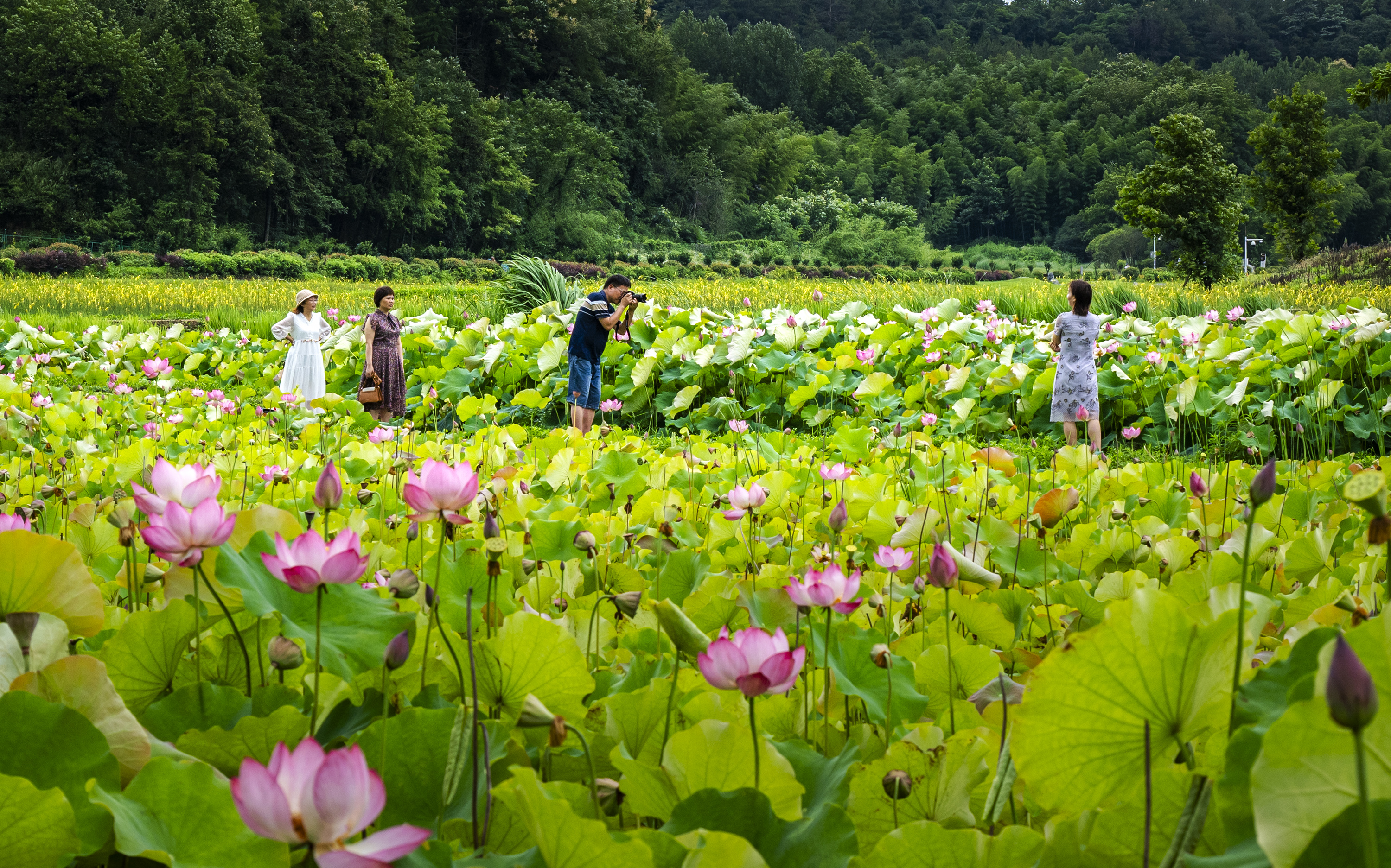 夏日赏荷享清凉.jpg