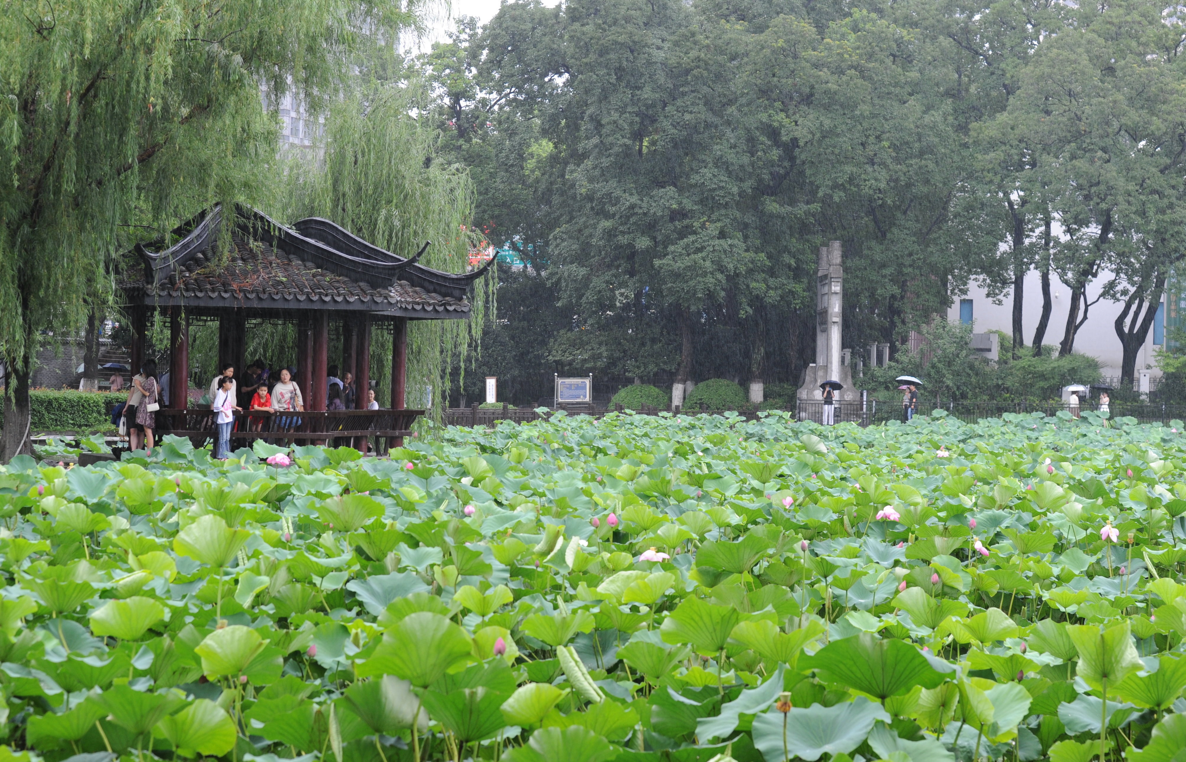 合肥：夏日赏荷.jpg
